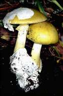 Image of Amanita