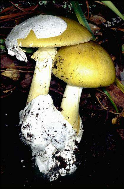 Image of Amanita