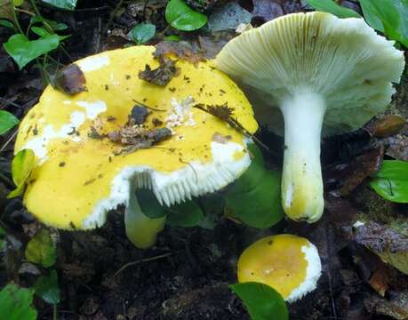 Image of Russula ochroleucoides Kauffman 1917