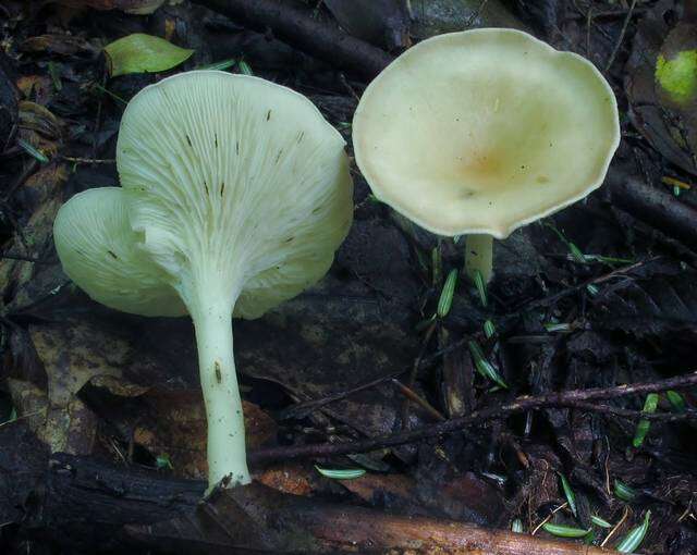 Image of Clitocybe