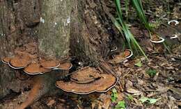 Image of Ganoderma