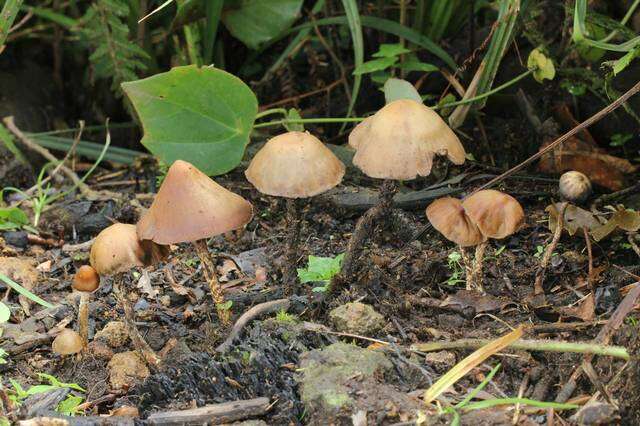 Image of Psilocybe zapotecorum R. Heim 1957