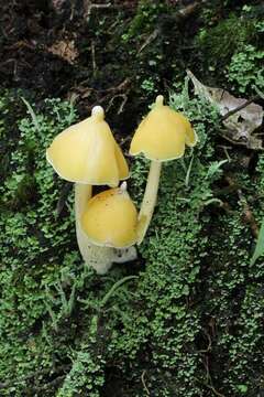 Image of Entoloma murrayi (Berk. & M. A. Curtis) Sacc. 1899