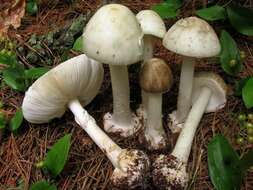 Image of Cleft-footed Amanita