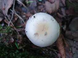 Image of Amanita albocreata (G. F. Atk.) E.-J. Gilbert 1941