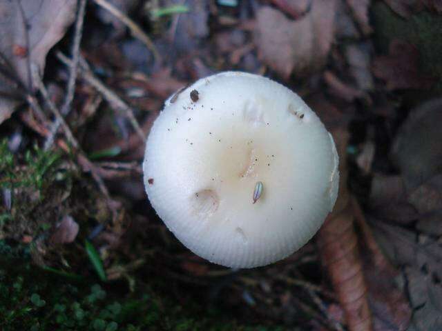 Image of Amanita albocreata (G. F. Atk.) E.-J. Gilbert 1941