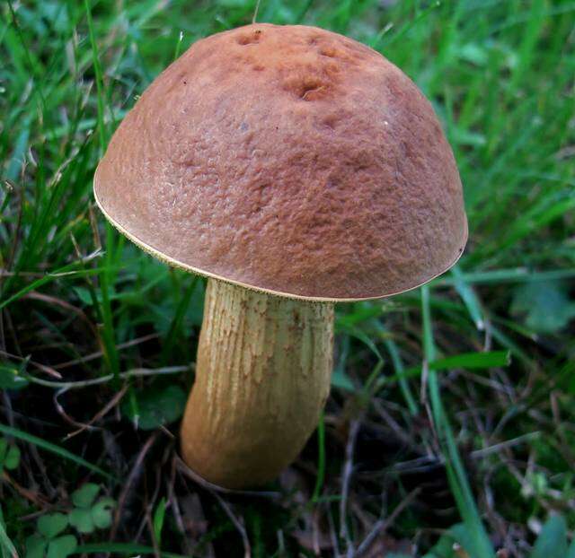 Image of Leccinum rugosiceps (Peck) Singer 1945