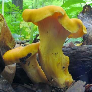 Image of Cantharellus lateritius (Berk.) Singer 1951