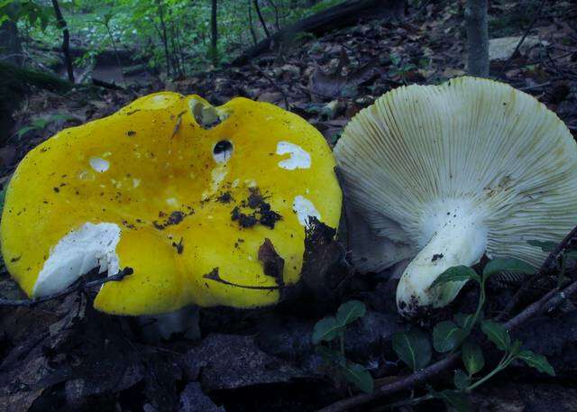 Image of Russula ochroleucoides Kauffman 1917