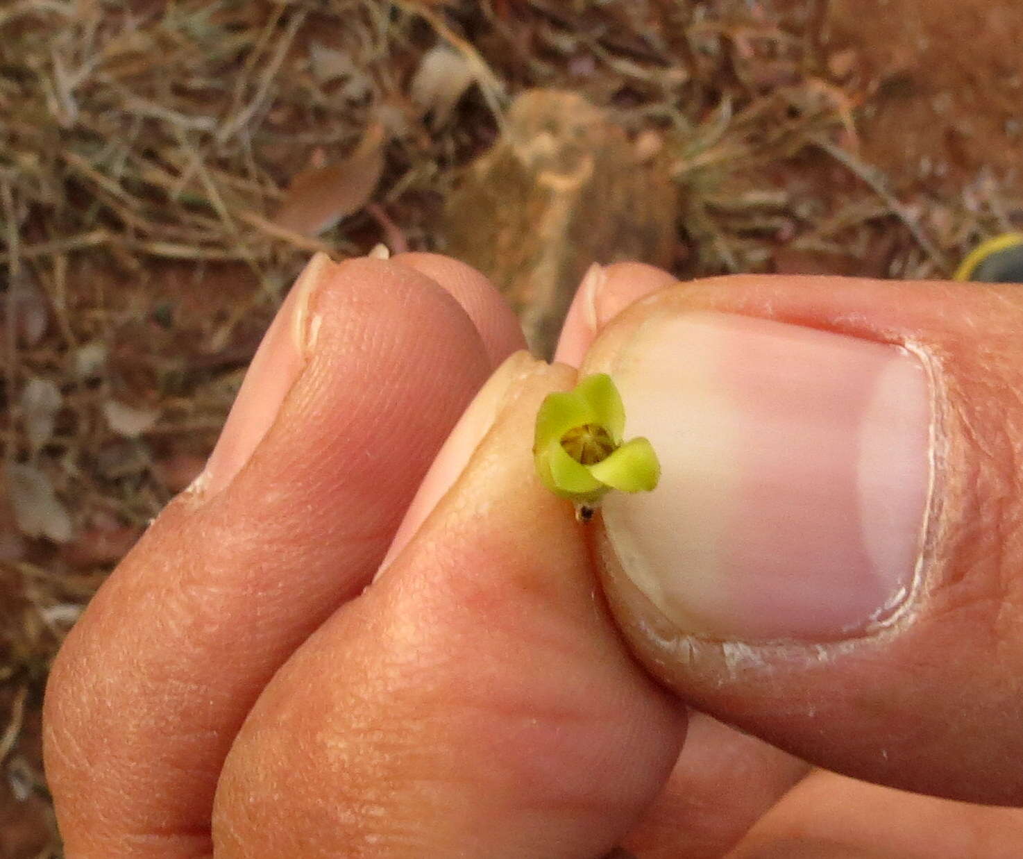 Image de Diospyros chloroxylon Roxb.