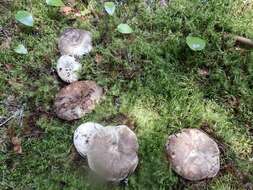 Image of Russula dissimulans Shaffer 1962