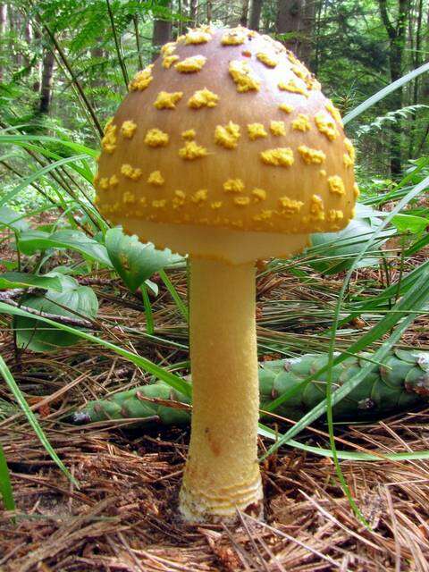 Image of <i>Amanita flavorubens</i>