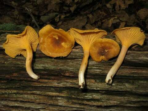 Imagem de Cantharellus appalachiensis R. H. Petersen 1971