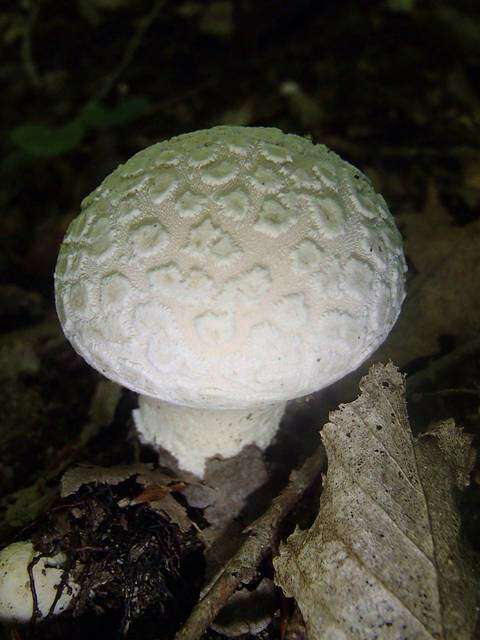 Image of Lycoperdon mammiforme Pers. 1801