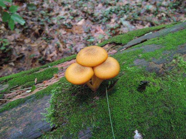 Tricholomopsis resmi