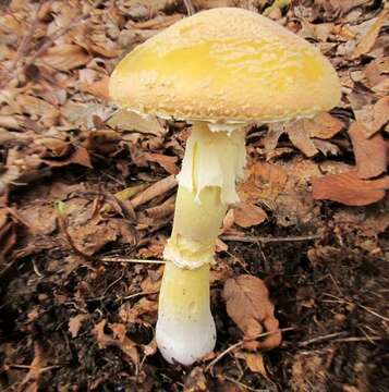 Image of Salmon amanita