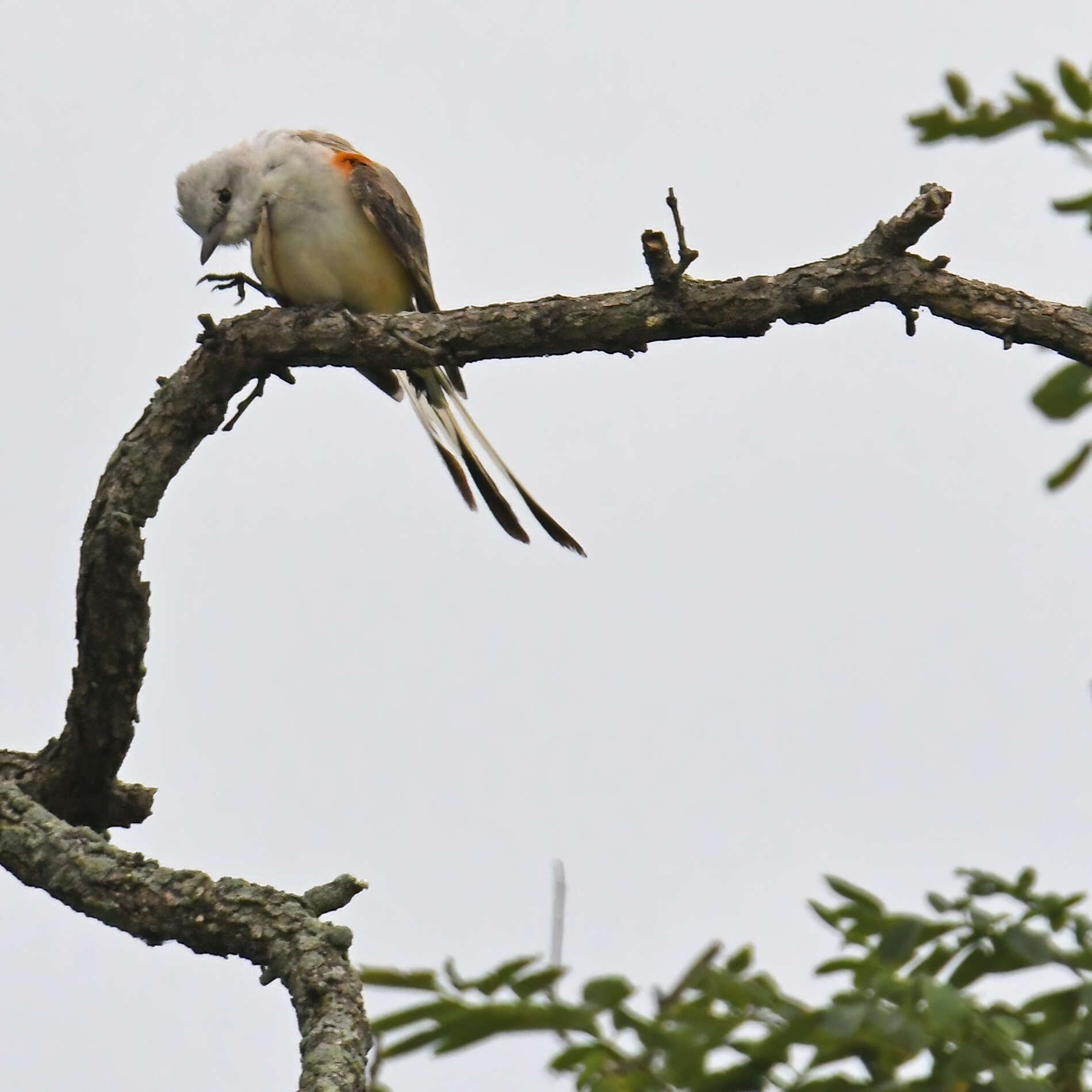 Image of Scissor-tailed Flycatcher