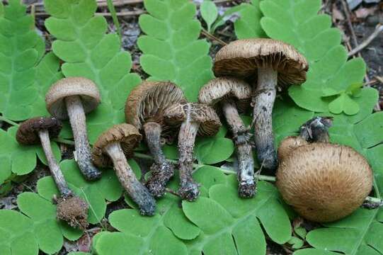 Image of Inocybe