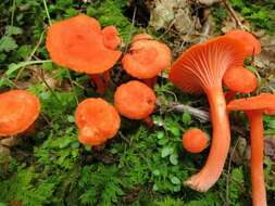 Cantharellus cinnabarinus (Schwein.) Schwein. 1832 resmi