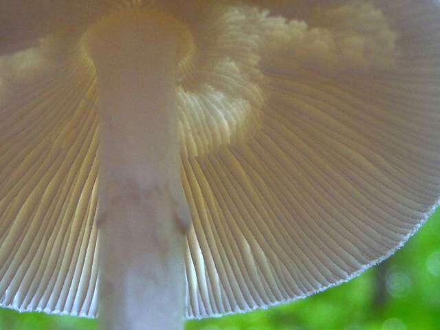 Image of Amanita bisporigera G. F. Atk. 1906