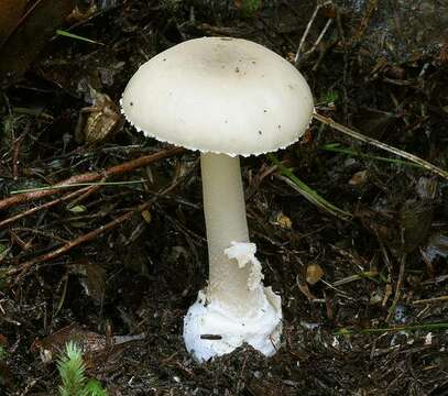 Image of Amanita taiepa G. S. Ridl. 1991