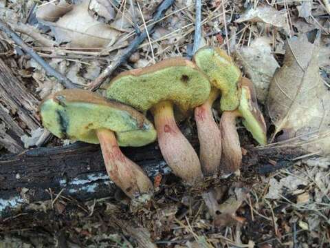 Image of Boletellus