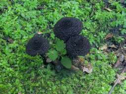 Image of Inocybe tahquamenonensis D. E. Stuntz 1954