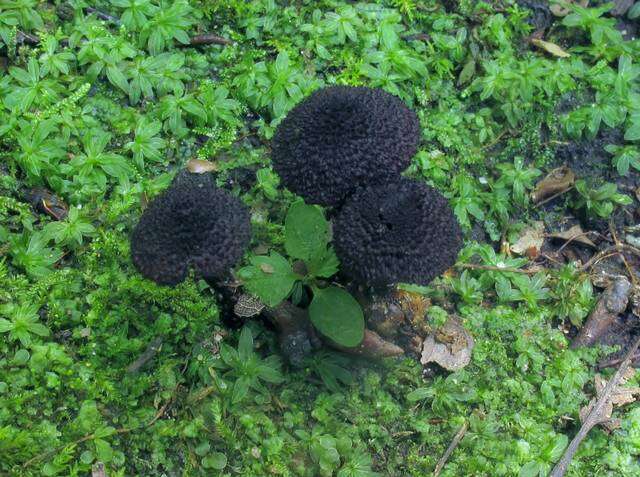 Image of Inocybe tahquamenonensis D. E. Stuntz 1954