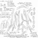 Image of Coprinopsis echinospora (Buller) Redhead, Vilgalys & Moncalvo 2001