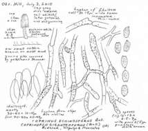 Image of Coprinopsis echinospora (Buller) Redhead, Vilgalys & Moncalvo 2001