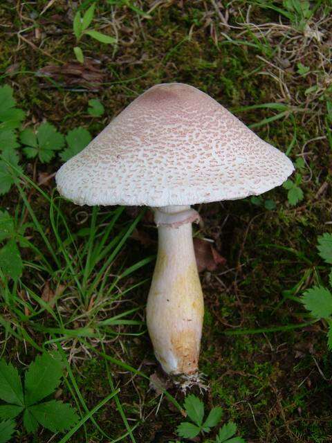 Image of Leucoagaricus