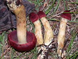 Image of Cortinarius smithii Ammirati, Niskanen & Liimat. 2013