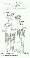 Image of Helvellaceae