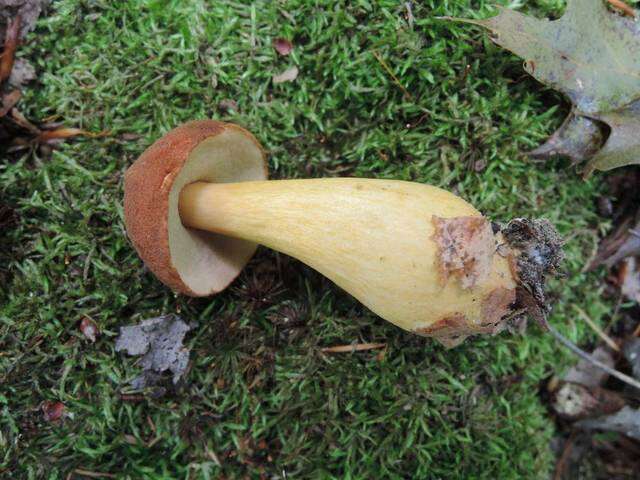 Image of Aureoboletus