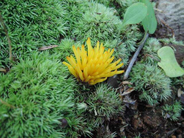 Clavulinopsis resmi