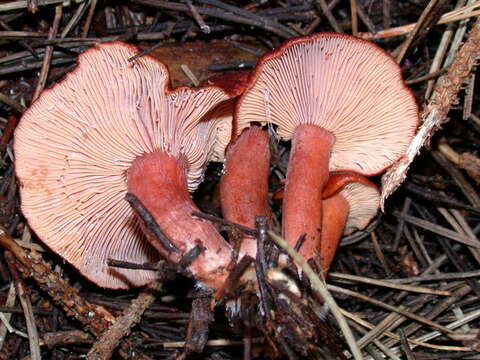 صورة Lactarius atrobadius Hesler & A. H. Sm. 1979