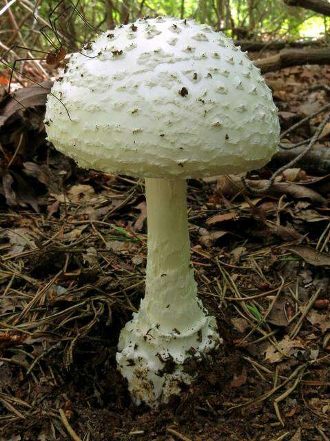 Image of Coker's amanita