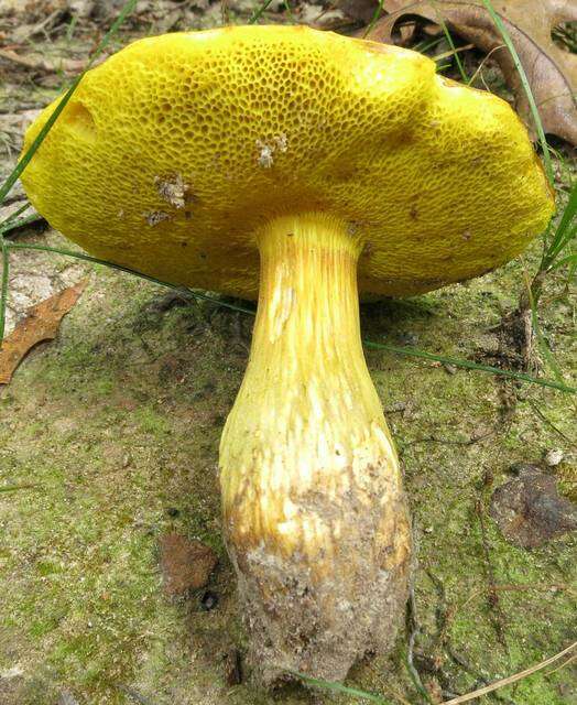 Image of Aureoboletus innixus (Frost) Halling, A. R. Bessette & Bessette 2015