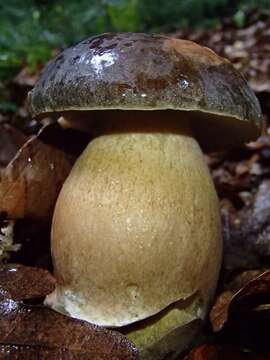 Image of Boletus