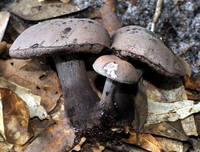 Plancia ëd Tylopilus griseocarneus Wolfe & Halling 1989