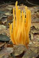 Clavulinopsis resmi