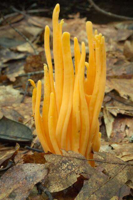 Clavulinopsis resmi