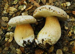 Image of Boletus barrowsii Thiers & A. H. Sm. 1976