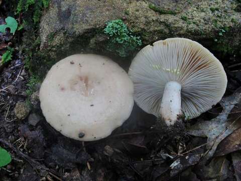 Image of Milk Cap Mushrooms