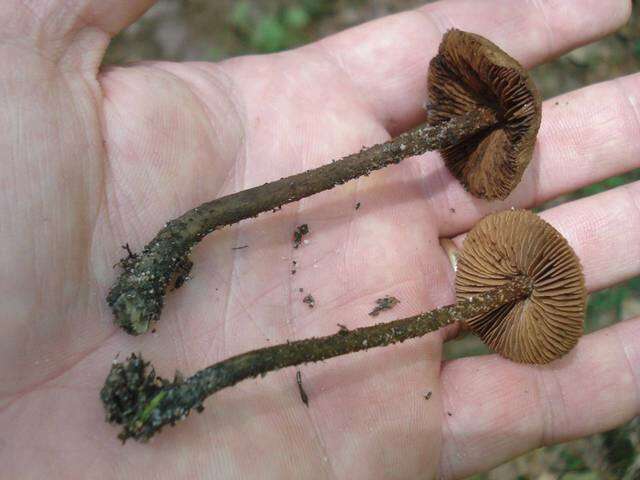 Image of Inocybe