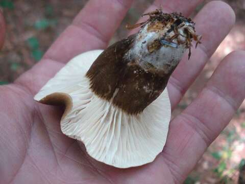 Imagem de Lactarius gerardii Peck 1873