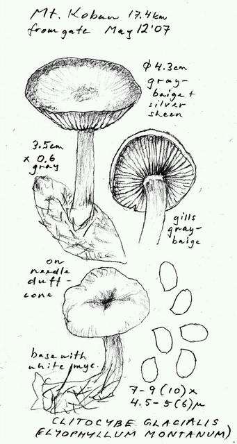 Слика од Clitocybe glacialis Redhead, Ammirati, Norvell & M. T. Seidl 2000