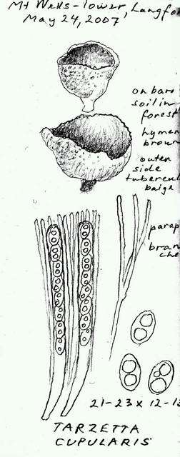 Image of Tarzetta