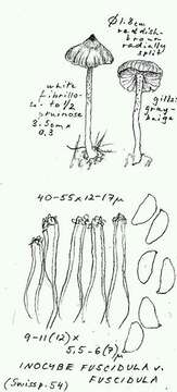 Inocybe fuscidula Velen. 1920 resmi