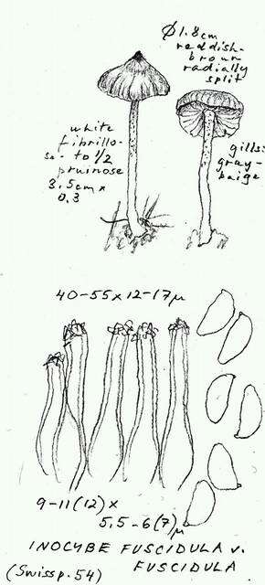 Imagem de Inocybe fuscidula Velen. 1920